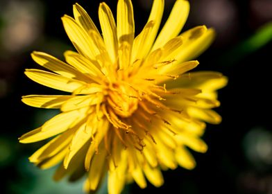 Dandelion in summer