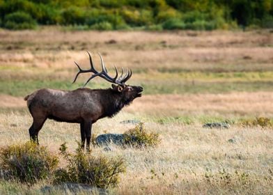 Rocky Mountain Elk