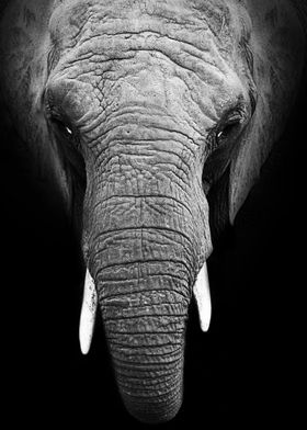 Elephant Beauval