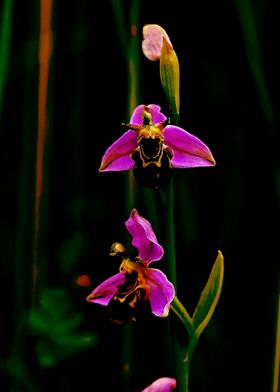 Beautiful Flower