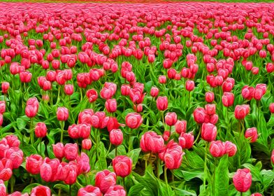 Tulip Field