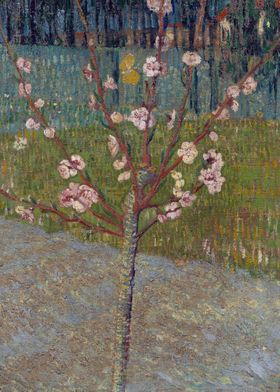 Van Gogh Almond Tree