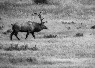 Rocky Mountain Elk