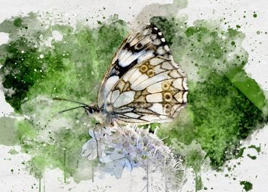 Watercolour butterfly