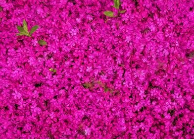 Pink Flower Foliage