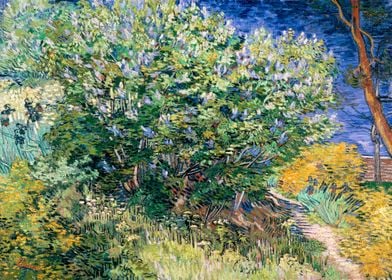 Van Gogh Lilac Bush