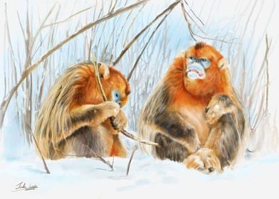 Snow golden monkey