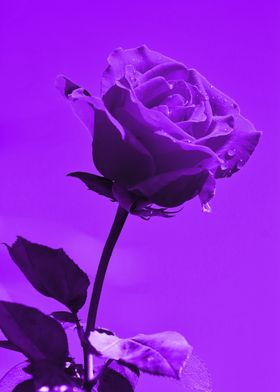 Love Rose purple 8665