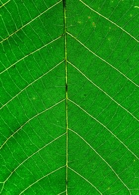 Green Leaf Patterns