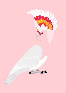 Major Mitchells Cockatoo