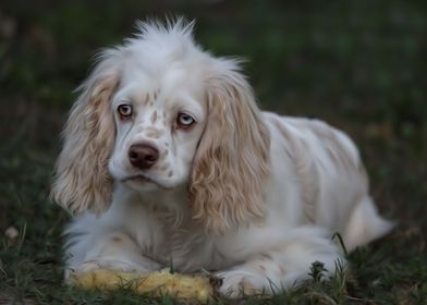 Cocker Spaniel