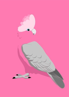 Galah