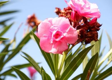 Beautiful Pink Flower