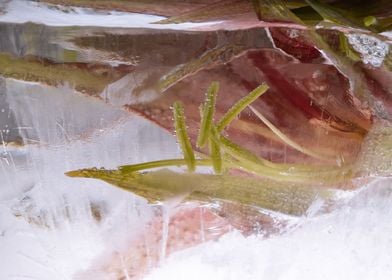 Amaryllis in ice 2