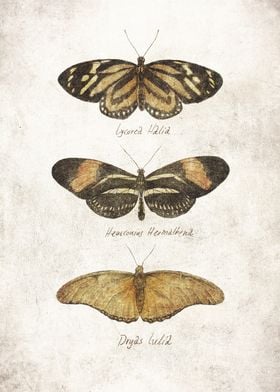 Butterflies III