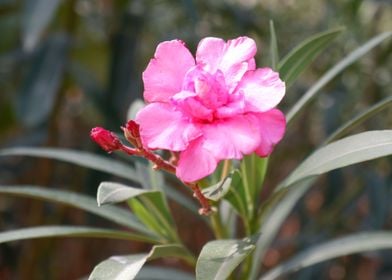 Beautiful Pink Flower