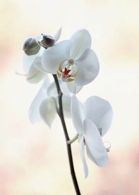 White Orchidea