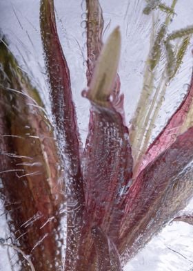 Amaryllis in ice 3