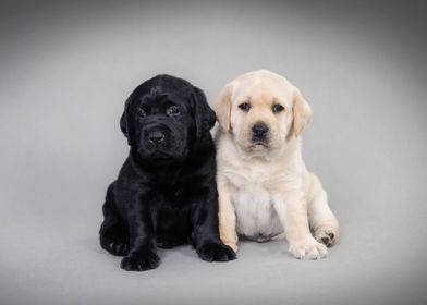 Labrador retriever puppies