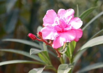 Beautiful Pink Flower