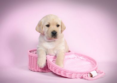 Pink lab