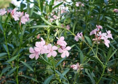 Beautiful Fresh Flower