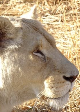 White Lion Female 209