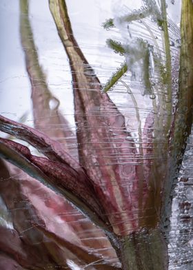 Amaryllis in ice 1