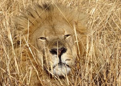 Lion Male in the grass 140