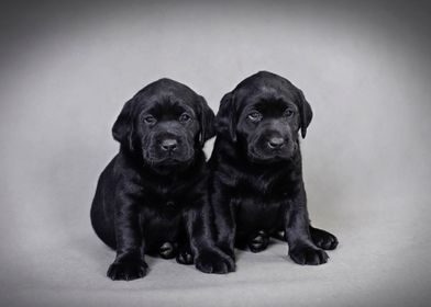 Labrador retriever puppies