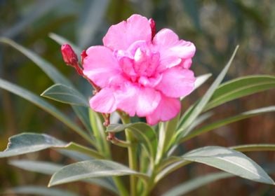 Beautiful Pink Flower