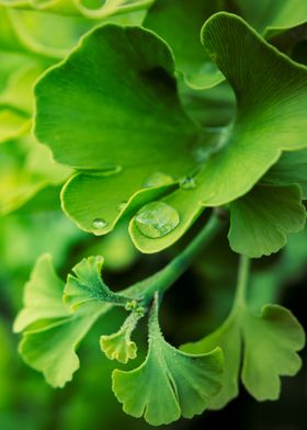 Ginkgo Biloba leaves