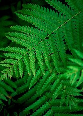 Fern foliage