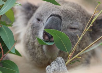 Koala