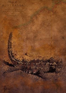 Thorny devil