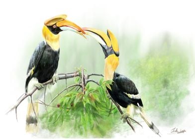 Hornbill love