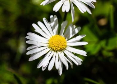 Daisy in summer