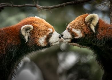 Red pandas kissing