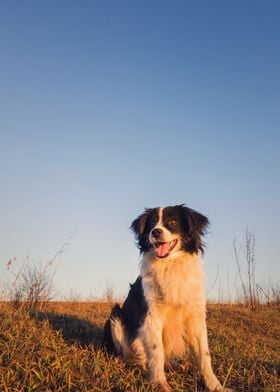 overjoyed collie