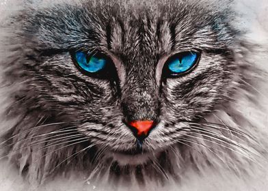 cat with blue eyes