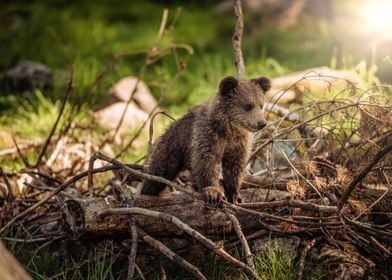 Baby brown bear