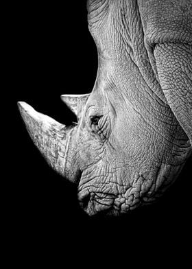 wild Rhinoceros face 