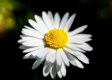 Daisy in summer