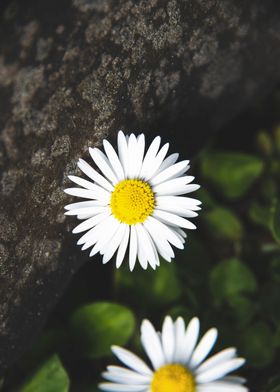 Daisy in summer