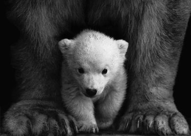 Baby polar bear