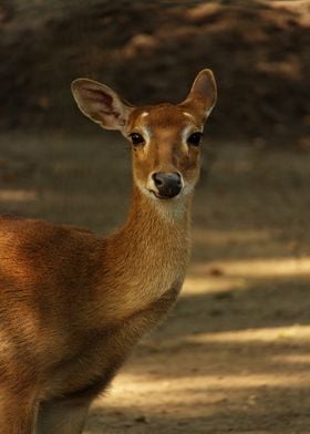 Young deer