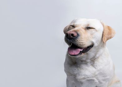 Happy labrador retriever