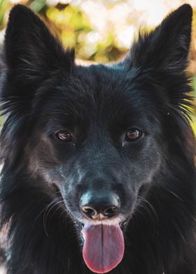 Cute border collie