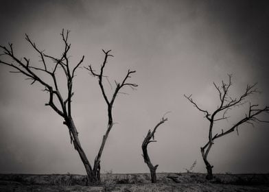 Dried trees