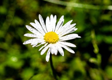 Daisy in summer